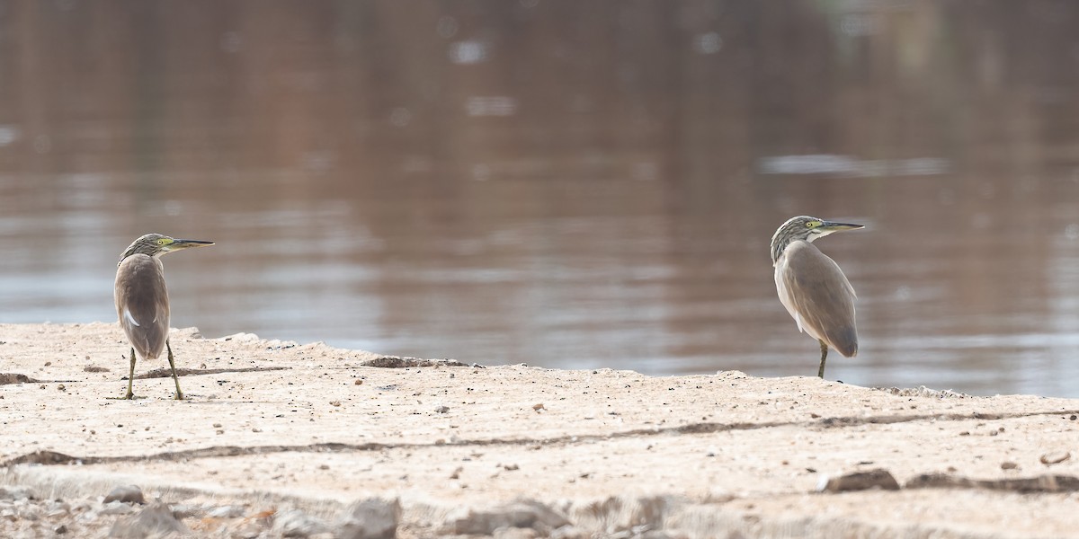 Squacco Heron - ML647009182