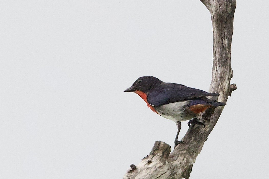 Mistletoebird - ML647009183