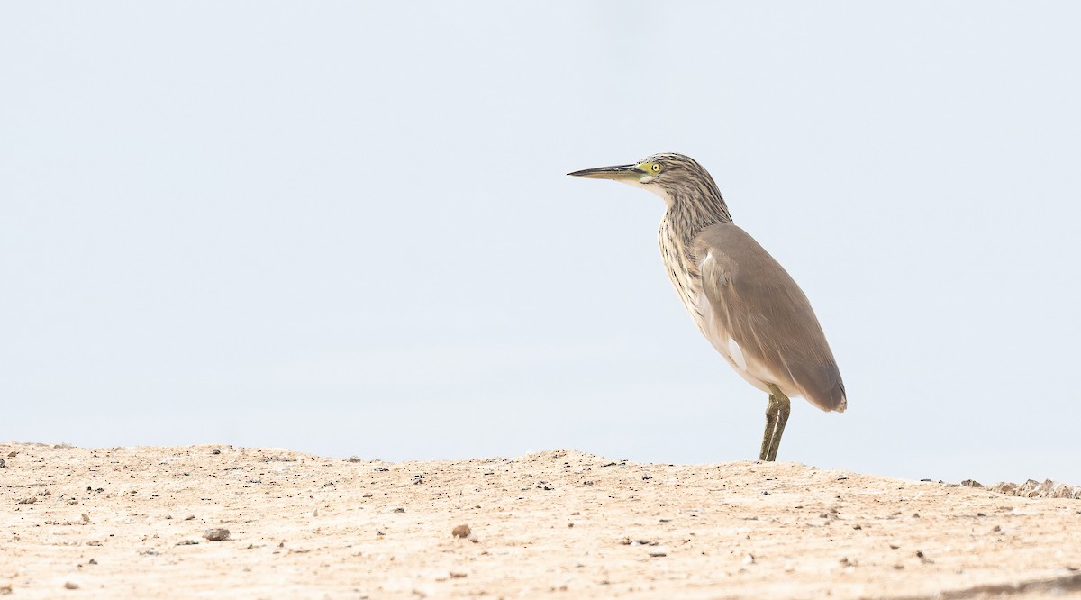 Squacco Heron - ML647009184