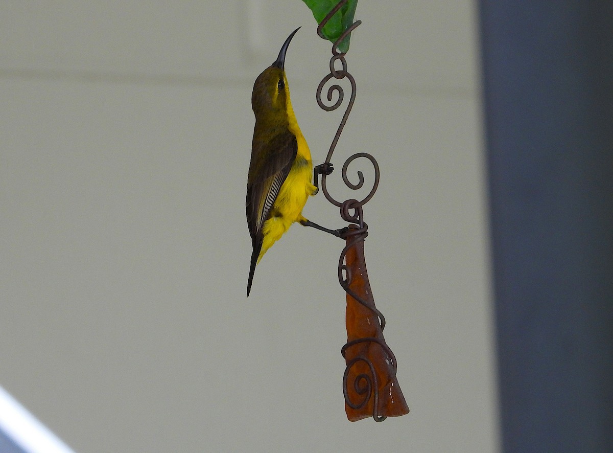 Sahul Sunbird - ML647009185