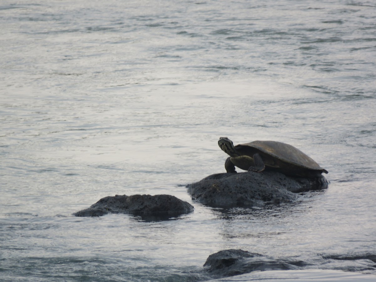 Williams' South-American Side-necked Turtle - ML647009186