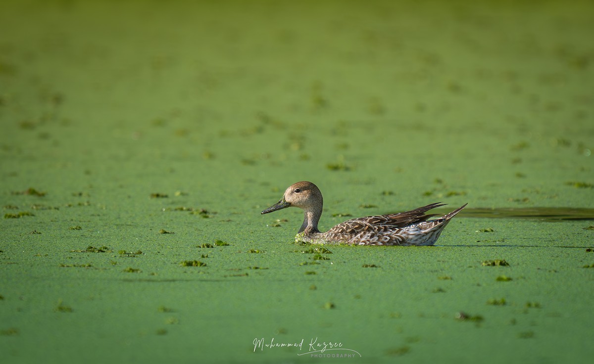Northern Pintail - ML647009188
