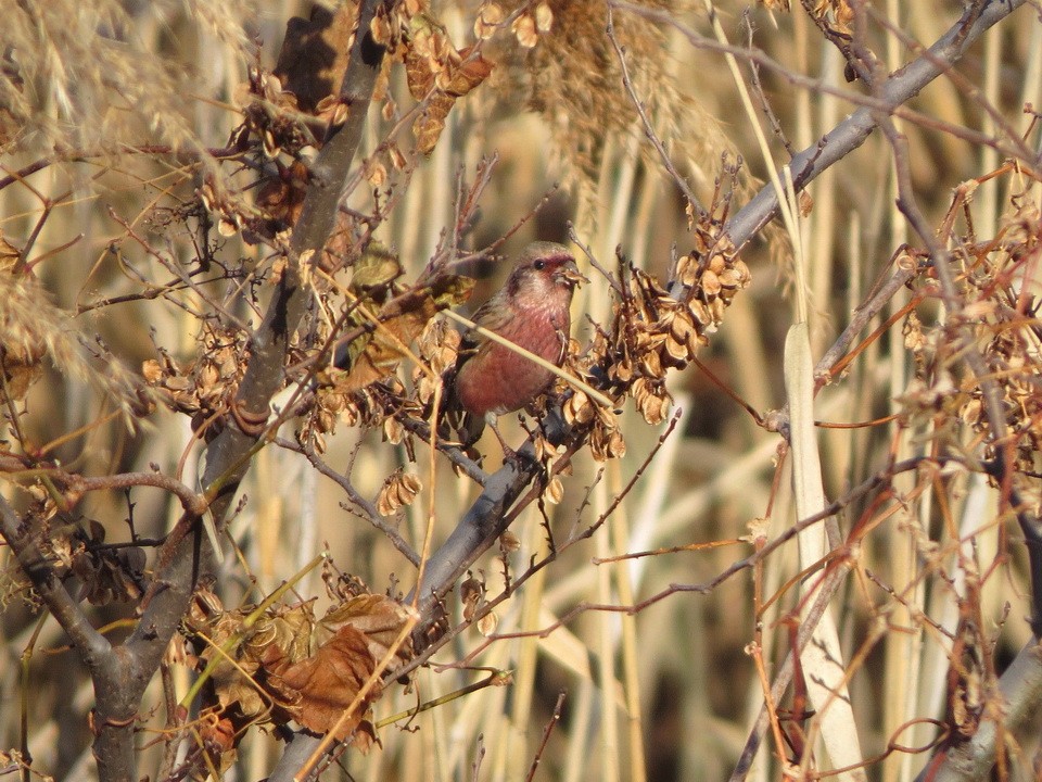 Урагус - ML647009189