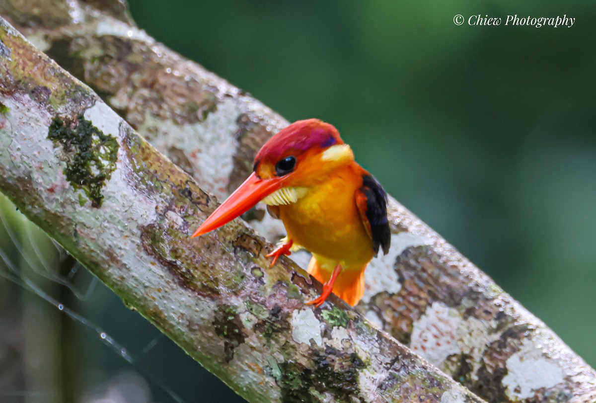 Rufous-backed Dwarf-Kingfisher - ML647009191