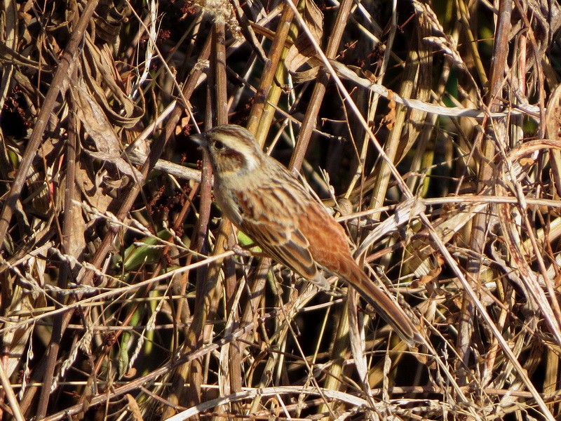 Красноухая овсянка - ML647009192