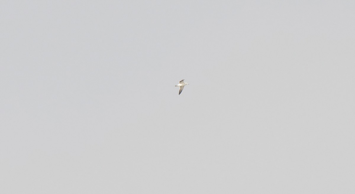 Lesser Black-backed Gull - ML647009194