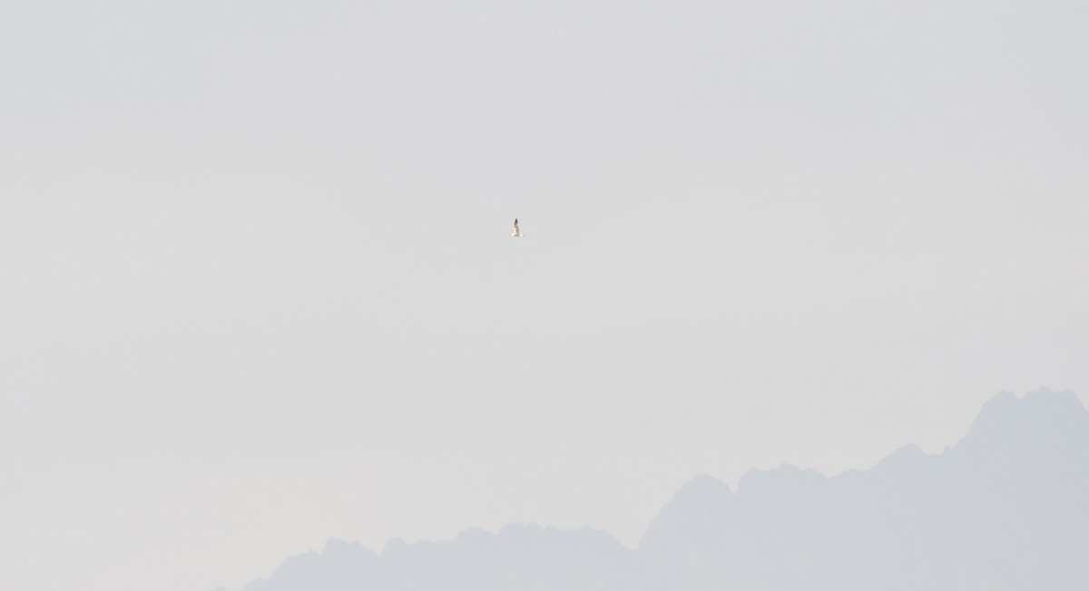 Lesser Black-backed Gull - ML647009195