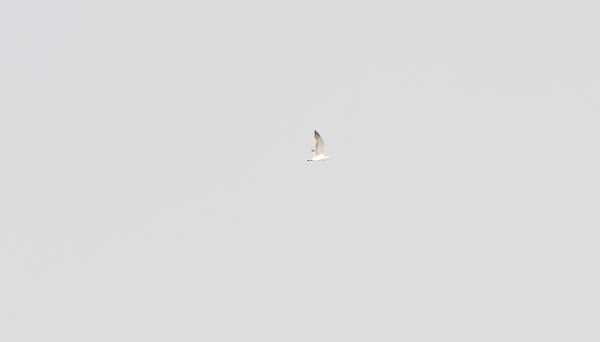 Lesser Black-backed Gull - ML647009196