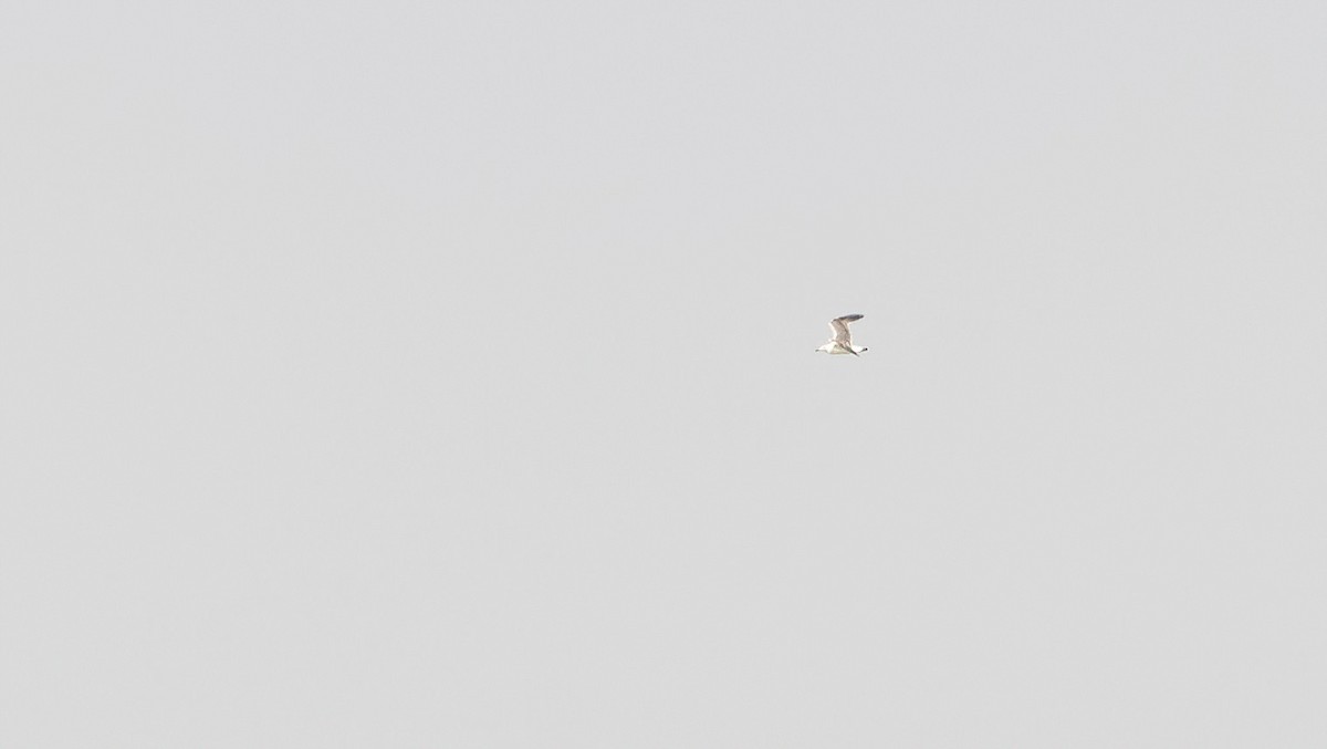 Lesser Black-backed Gull - ML647009197