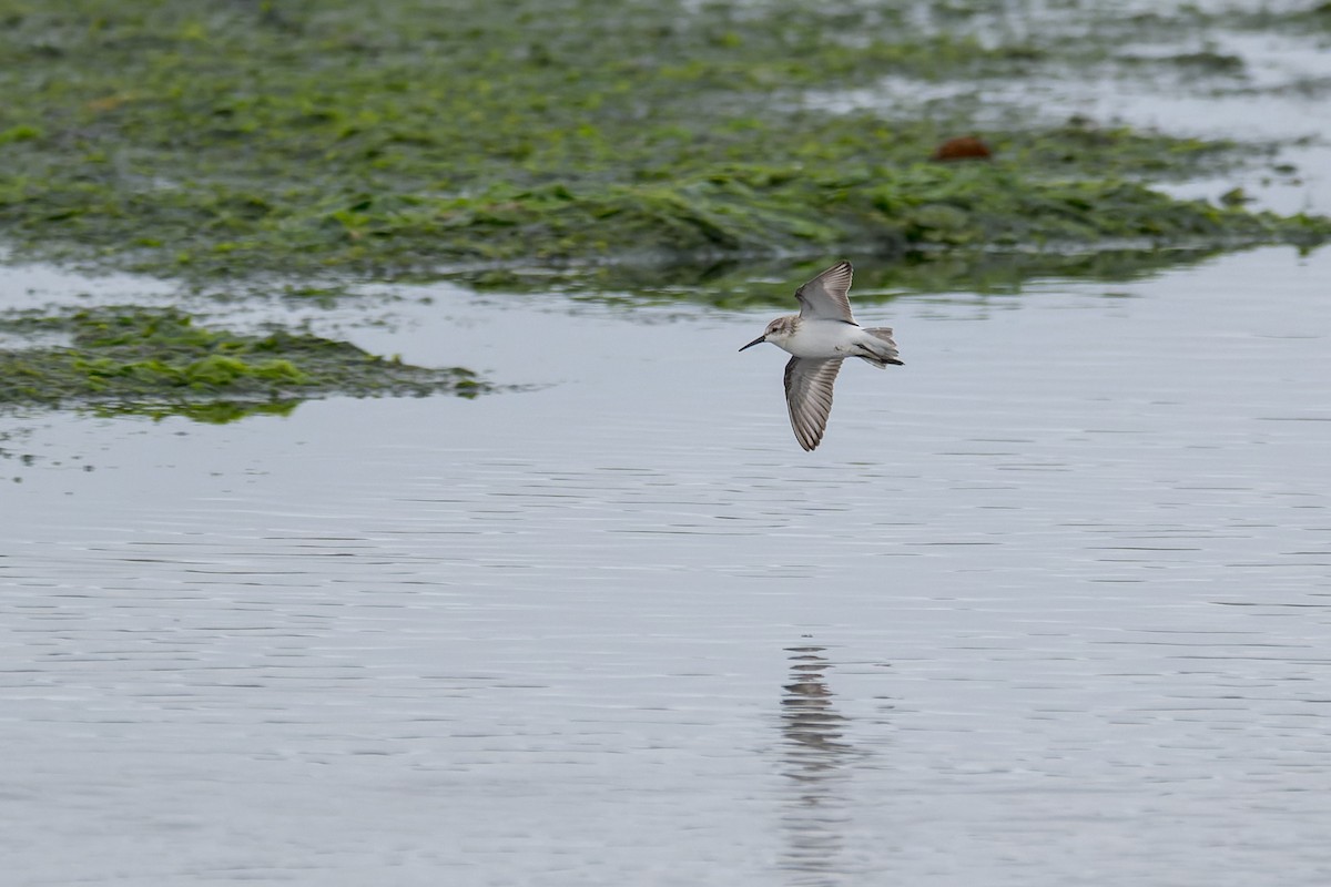 Побережник аляскинський - ML647009200