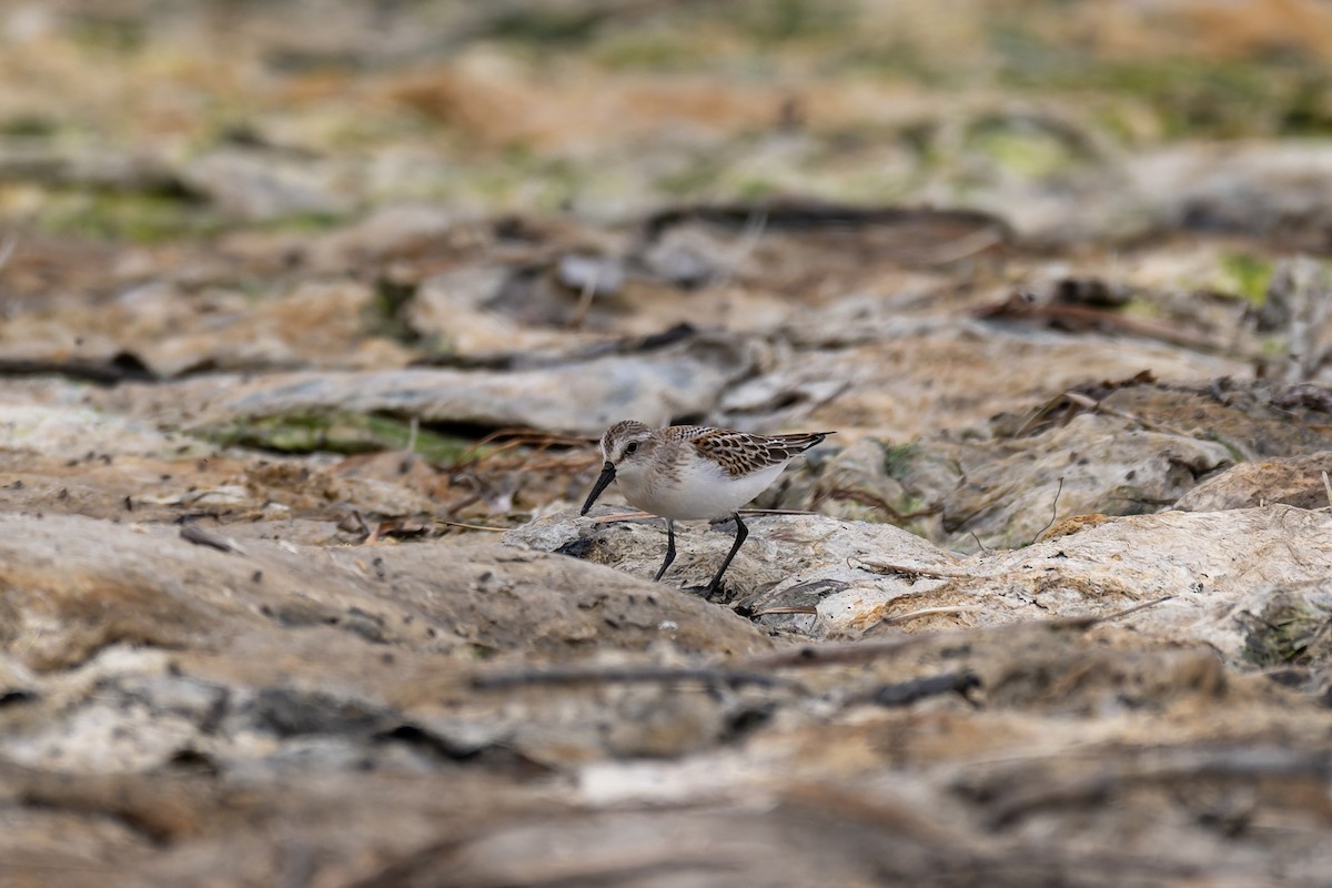 Побережник аляскинський - ML647009201
