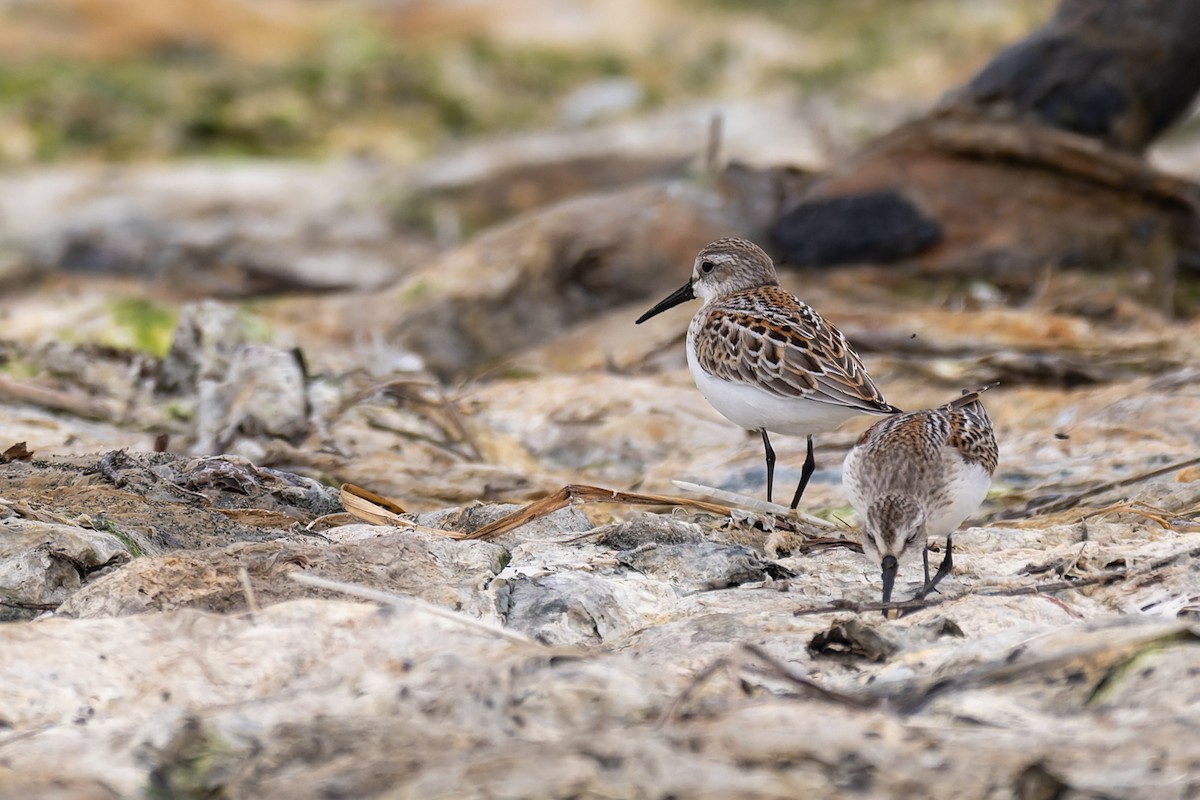 Побережник аляскинський - ML647009202