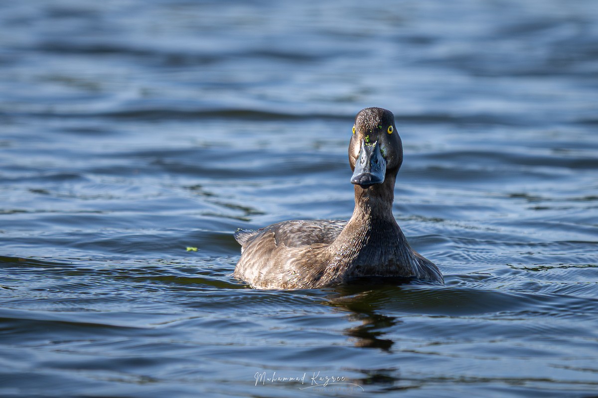 Хохлатая чернеть - ML647009203