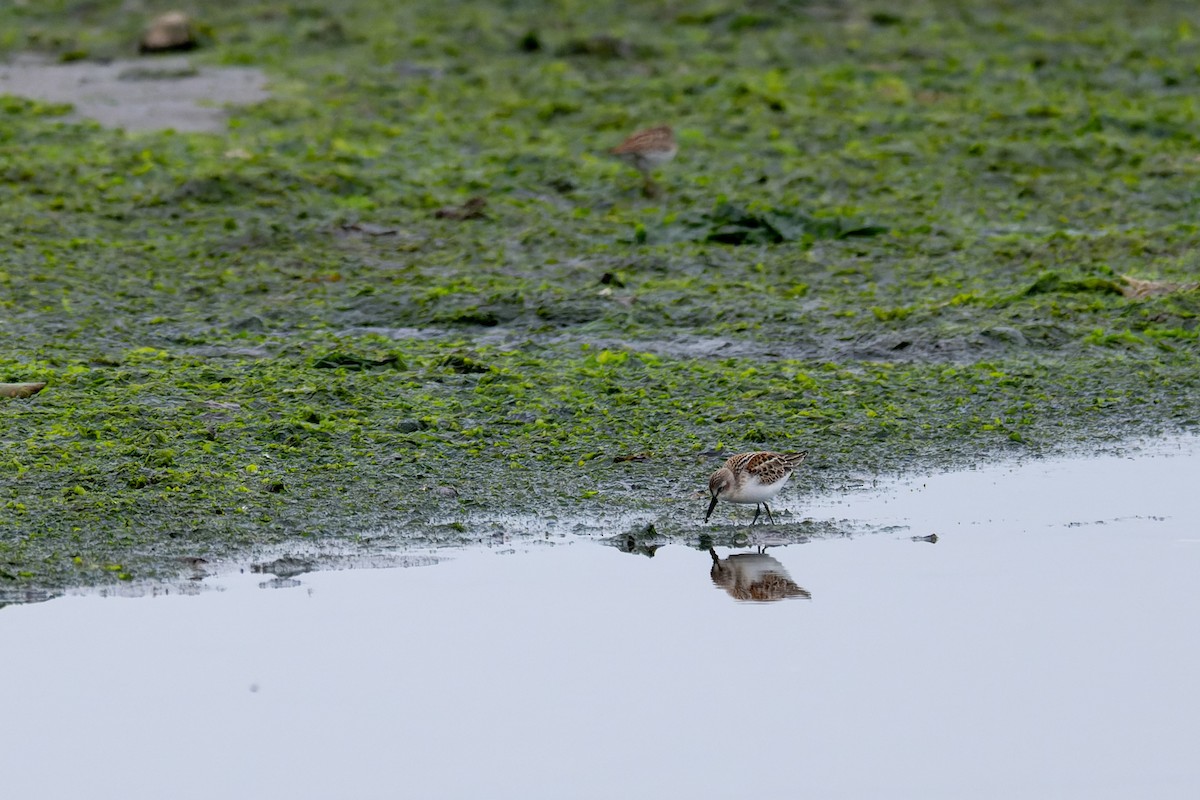 Побережник аляскинський - ML647009204