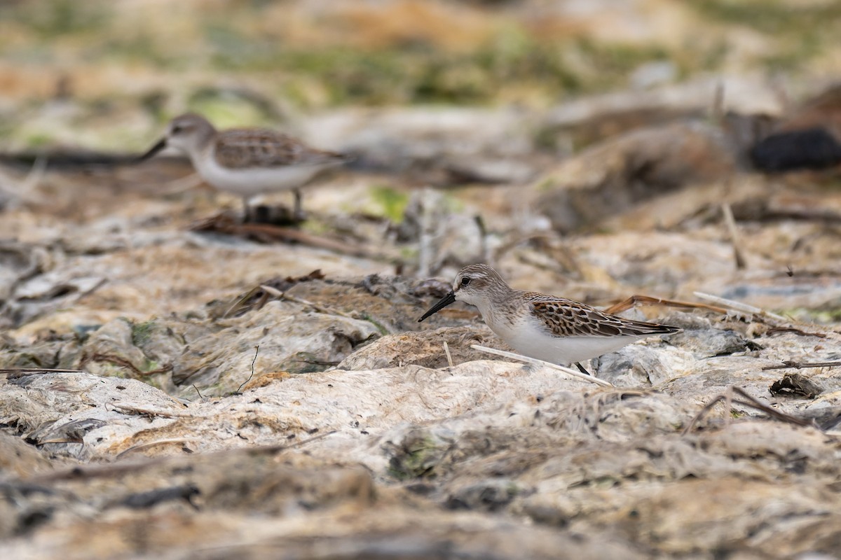 Побережник аляскинський - ML647009205