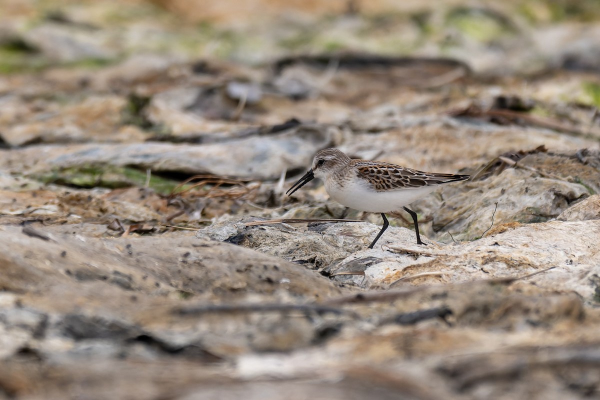 Побережник аляскинський - ML647009206