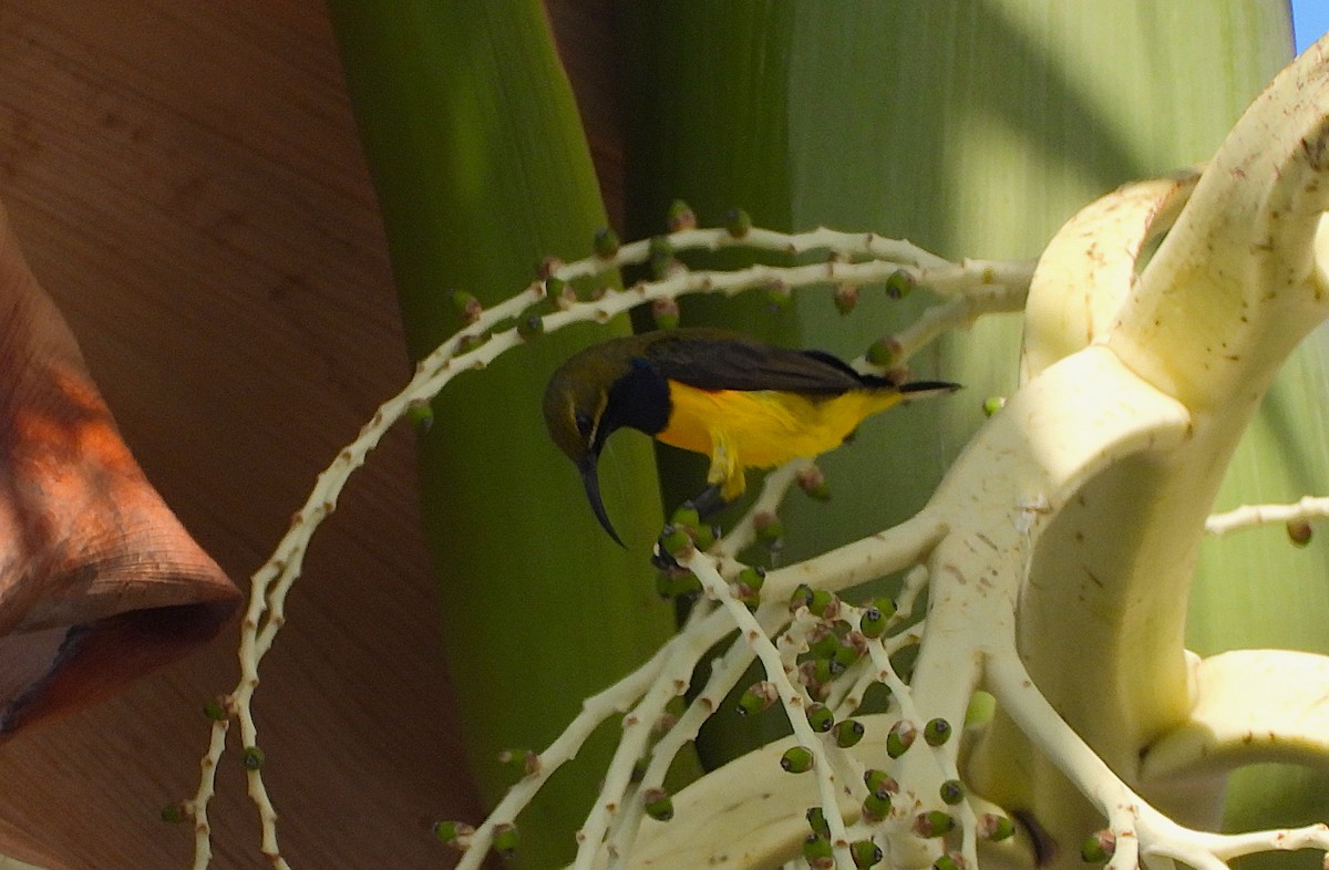 Sahul Sunbird - ML647009208