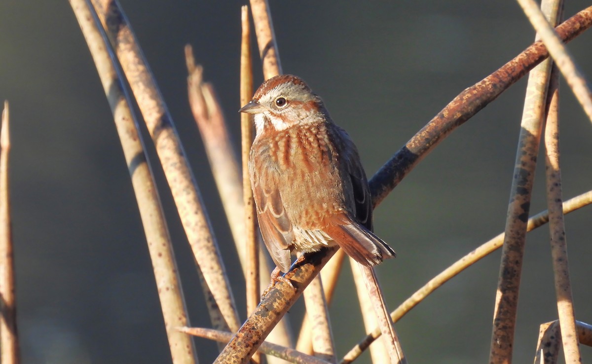 Song Sparrow - ML647009209