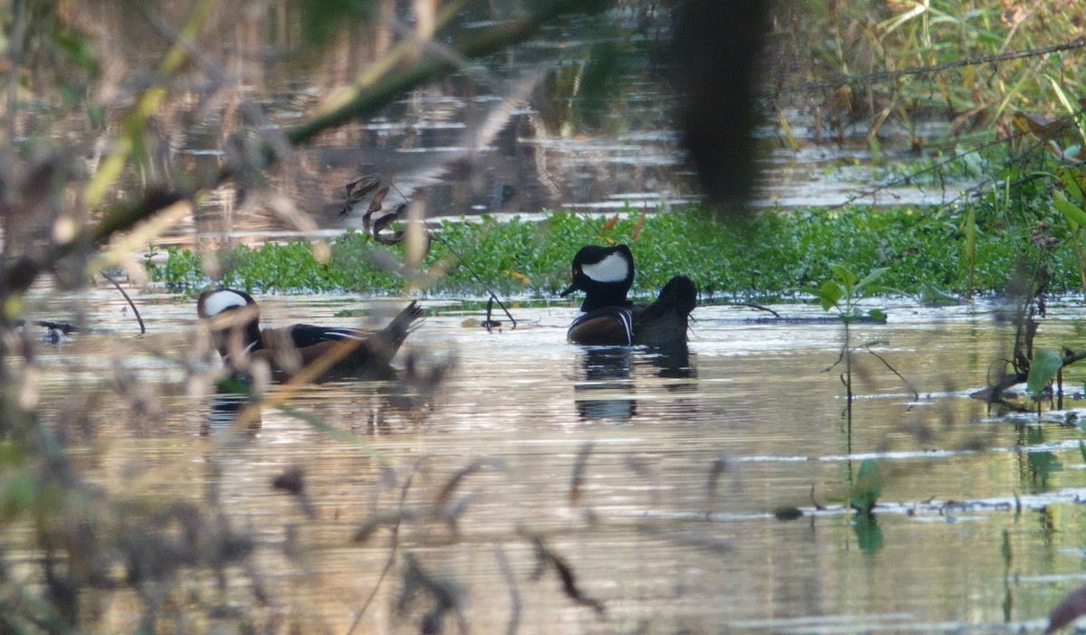 Капюшоновый крохаль - ML647009210