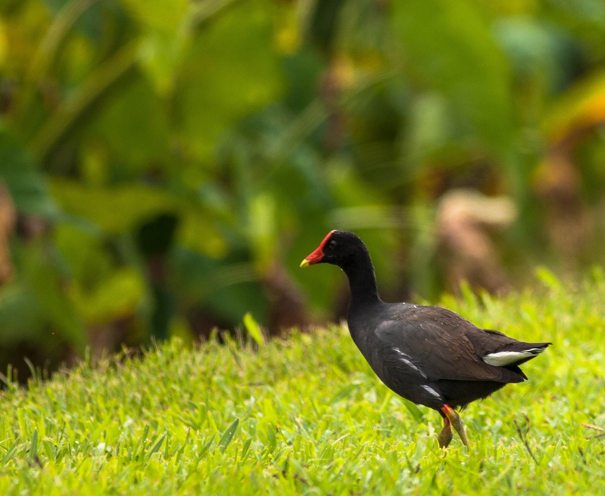 Американская камышница - ML647009211