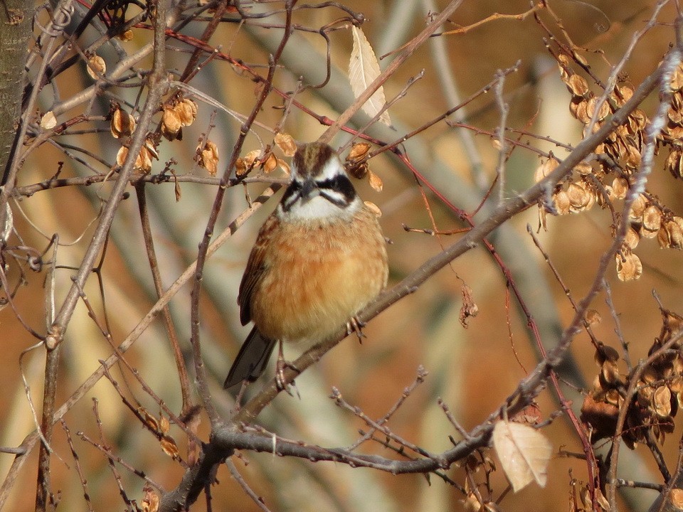 Красноухая овсянка - ML647009212