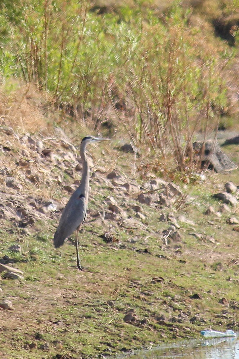 Большая голубая цапля - ML647009213