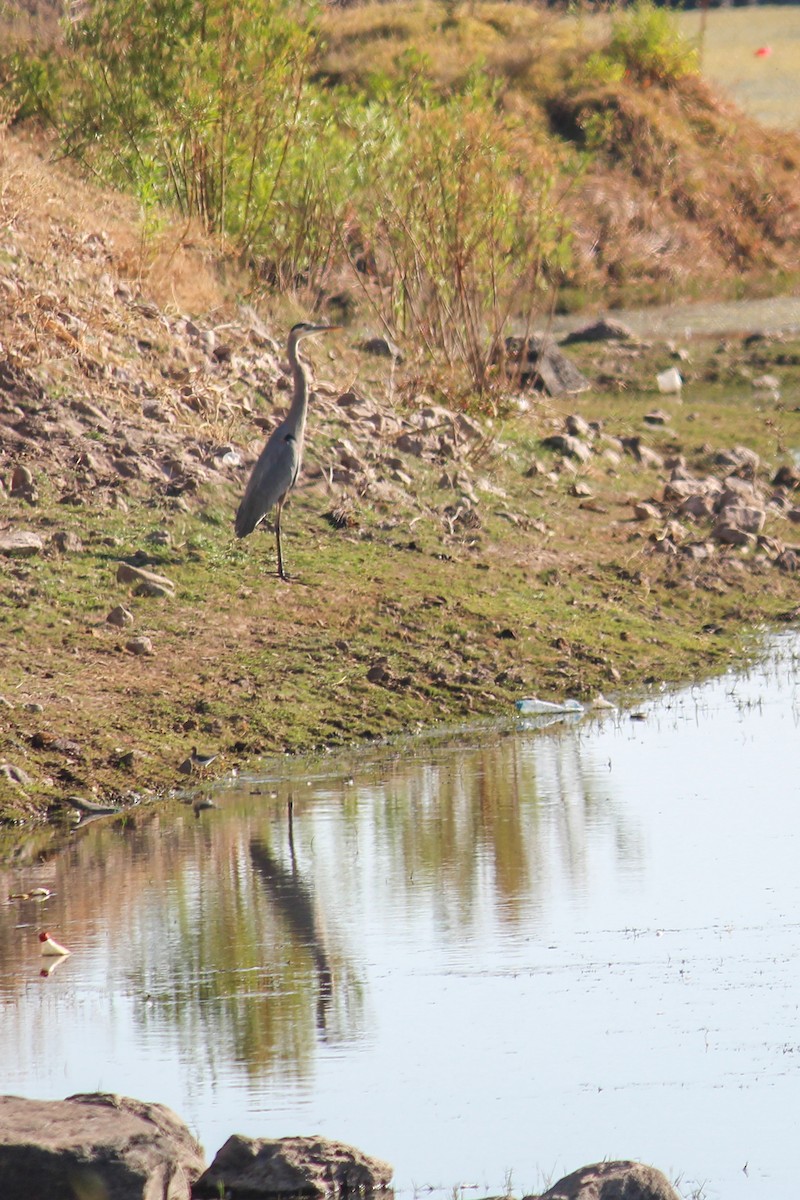 Большая голубая цапля - ML647009215