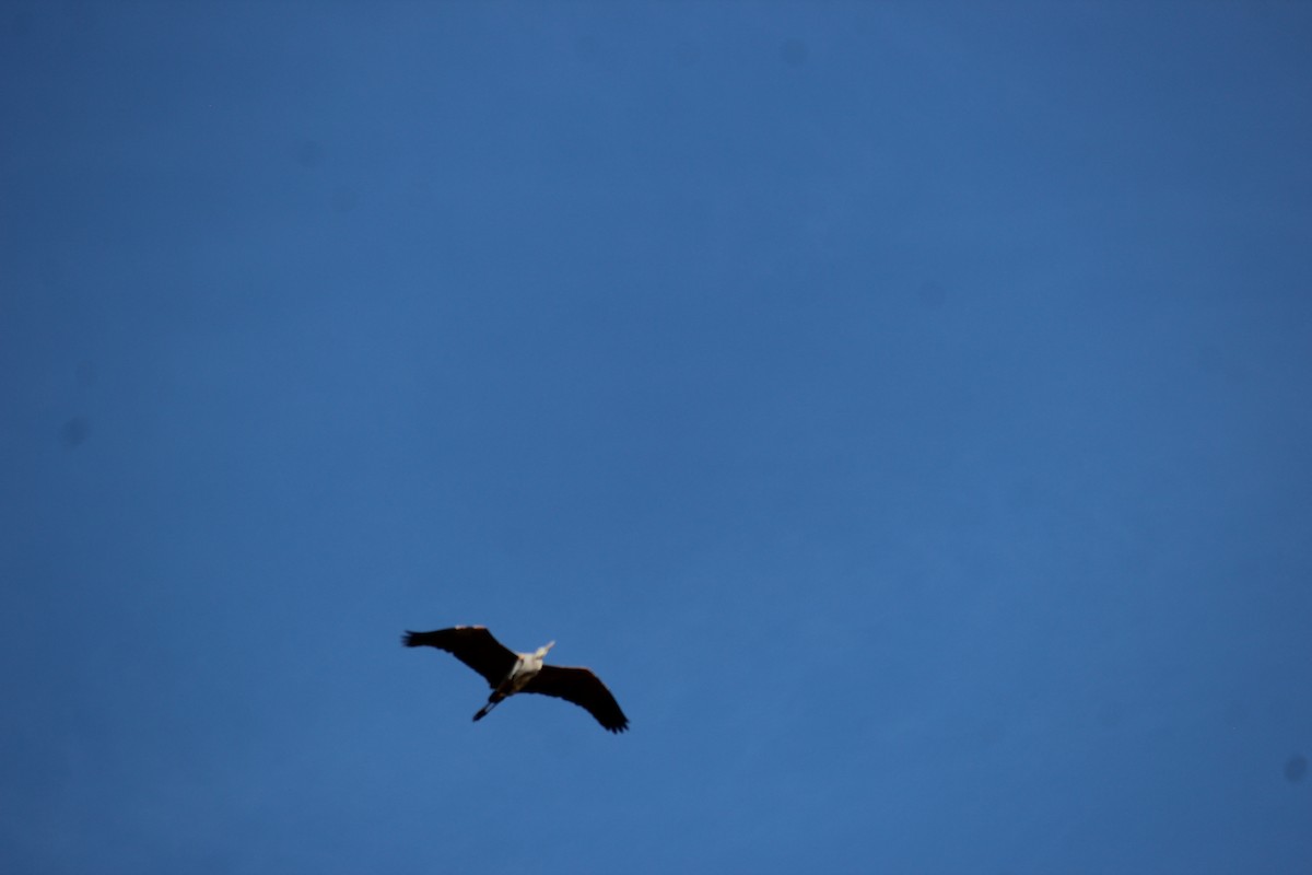 Большая голубая цапля - ML647009216