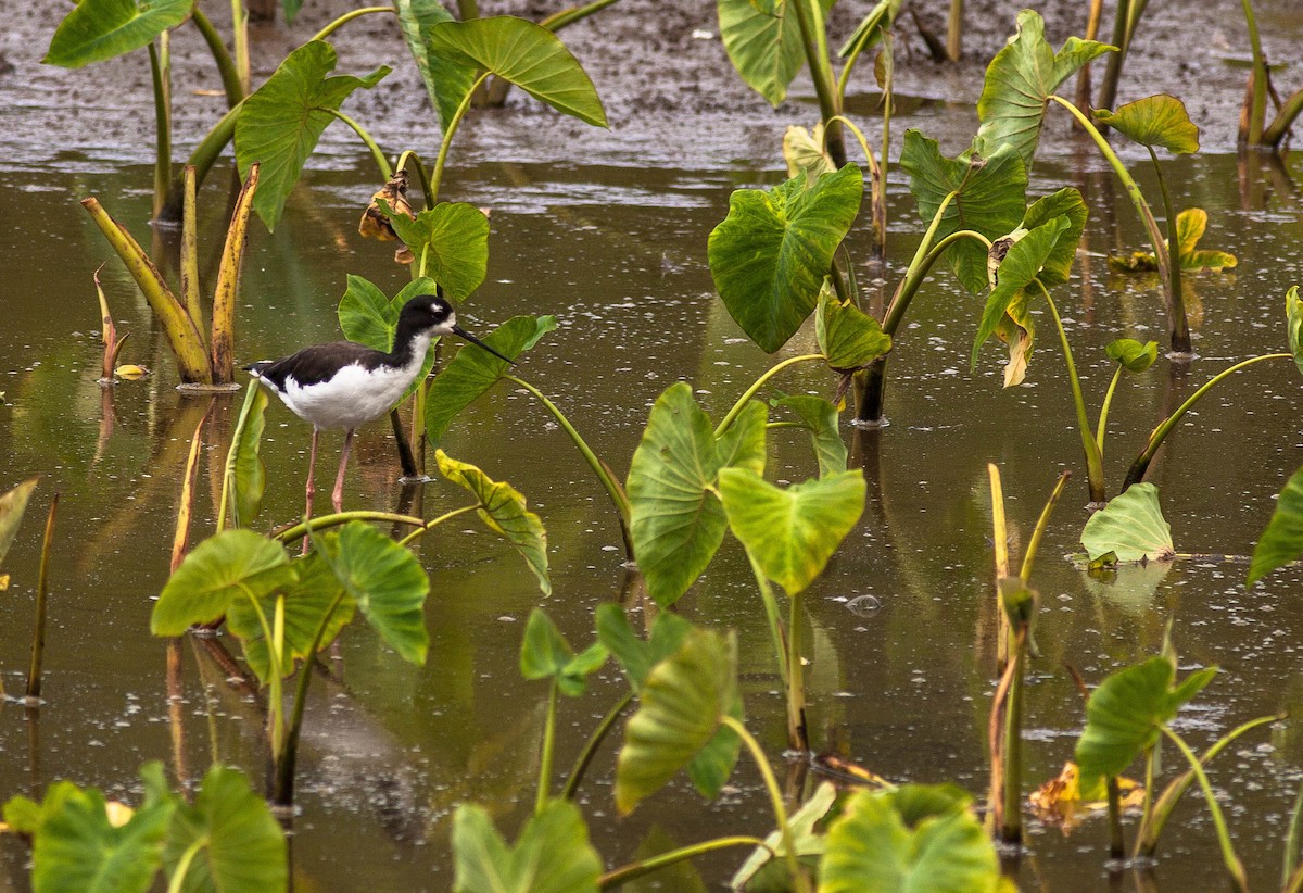 Американский ходулочник - ML647009217