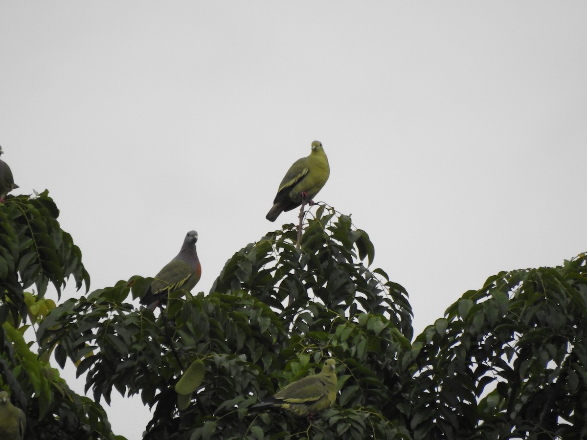 Pink-necked Green-Pigeon - ML647009218