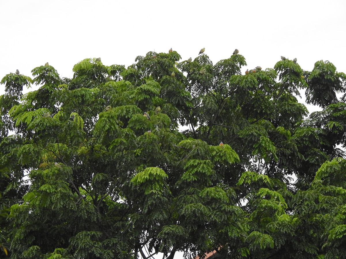 Pink-necked Green-Pigeon - ML647009219