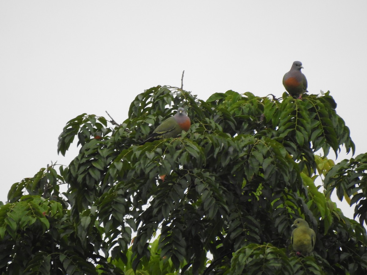 Pink-necked Green-Pigeon - ML647009220
