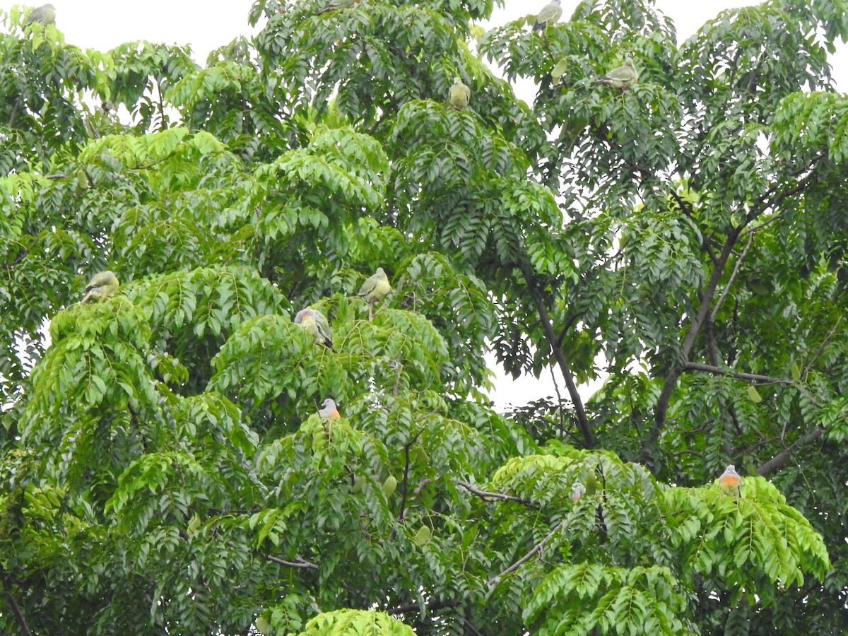 Pink-necked Green-Pigeon - ML647009221