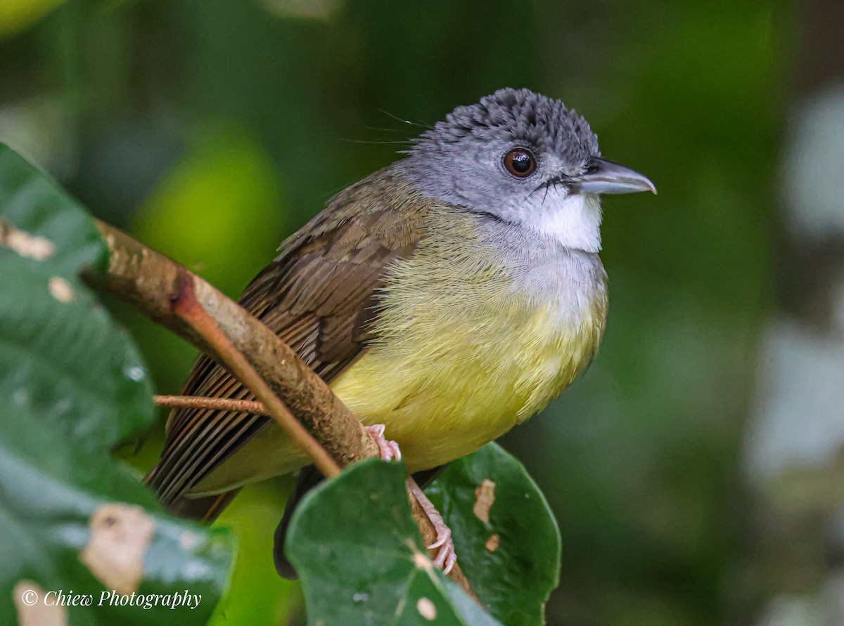 Сероголовый бюльбюль-бородач - ML647009222