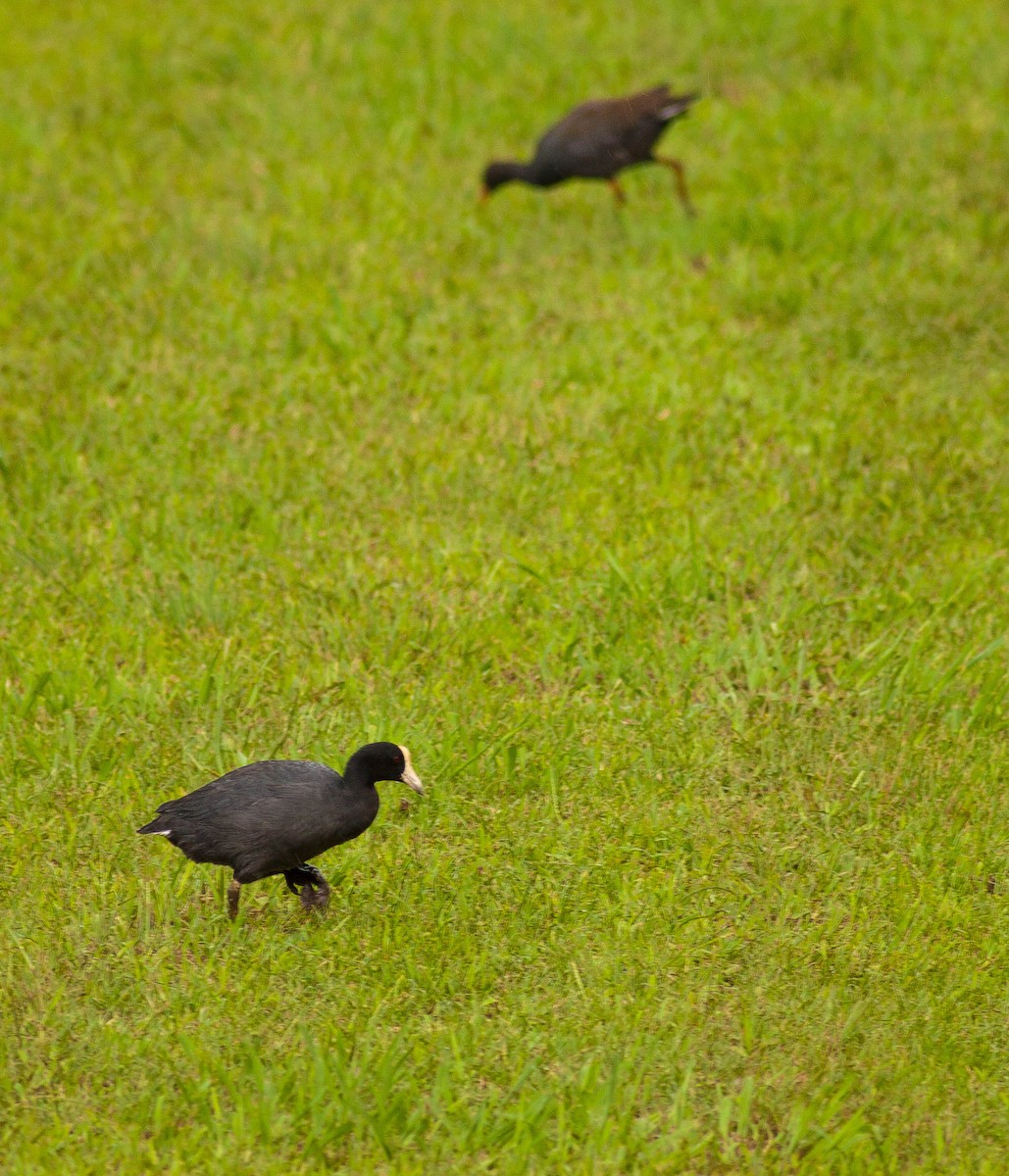 Гавайская лысуха - ML647009223