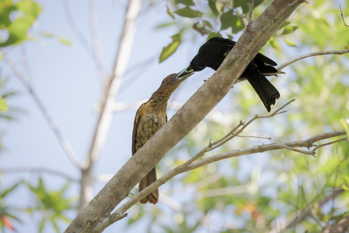 Чёрная флейтовая птица - ML647009225