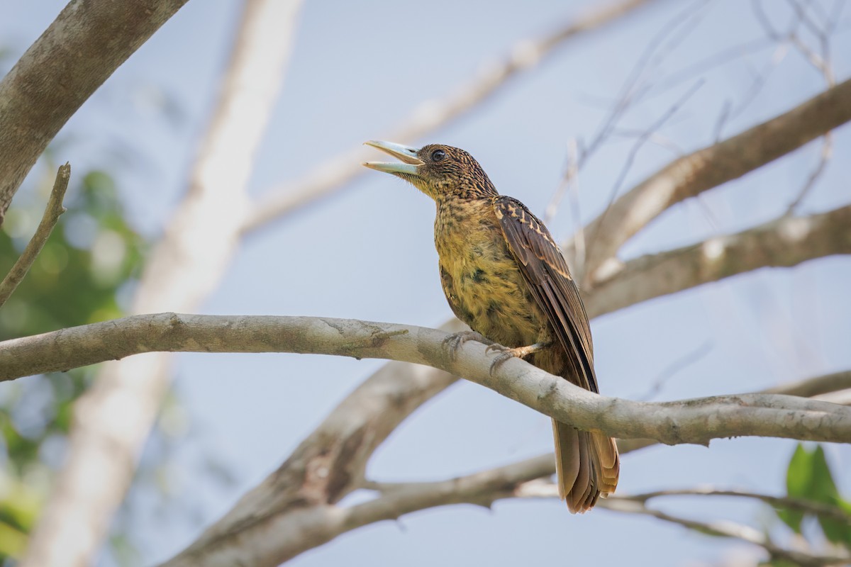 Чёрная флейтовая птица - ML647009226