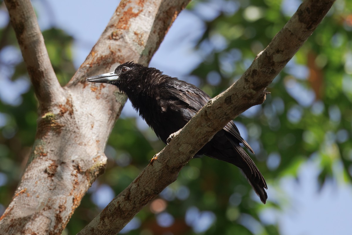 Чёрная флейтовая птица - ML647009227