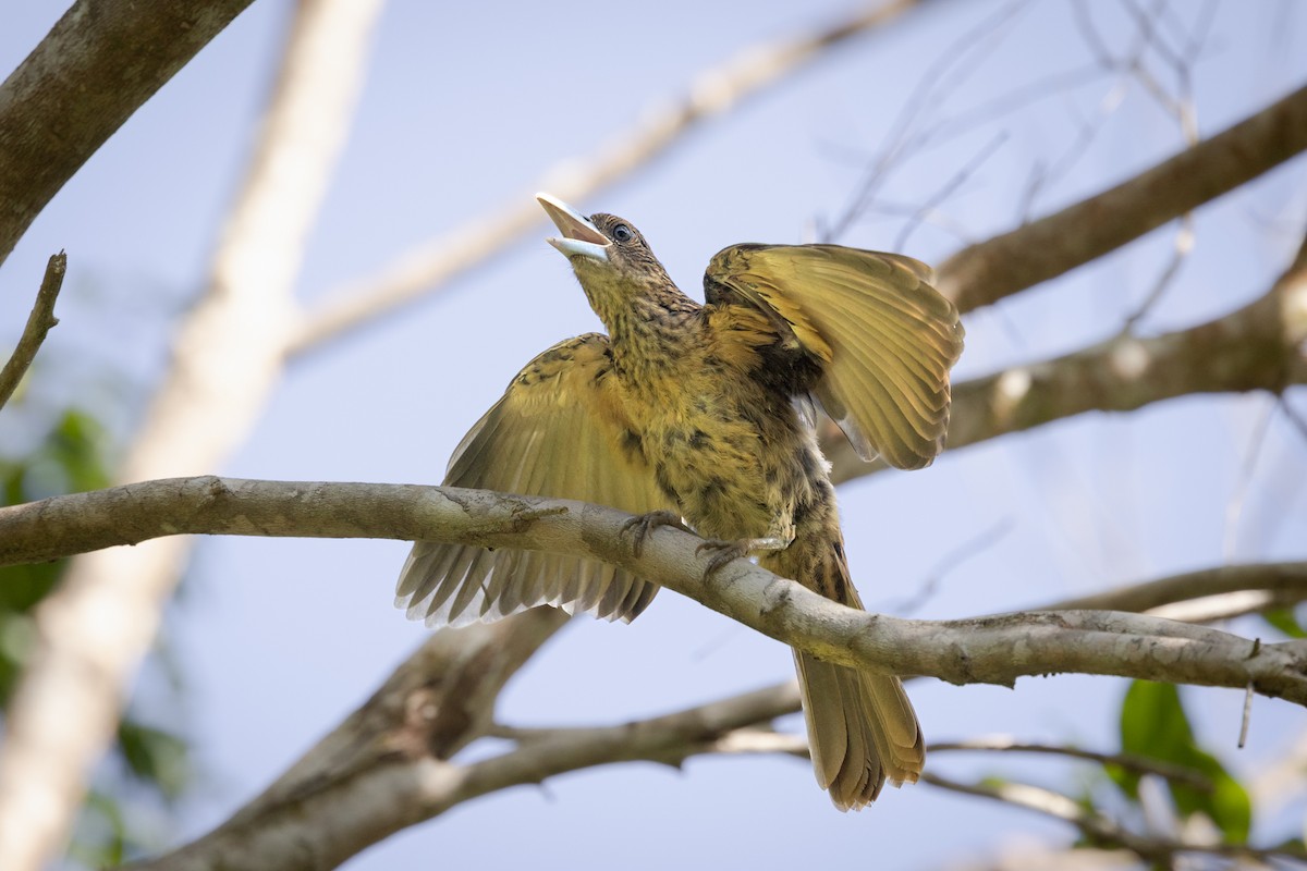 Чёрная флейтовая птица - ML647009228