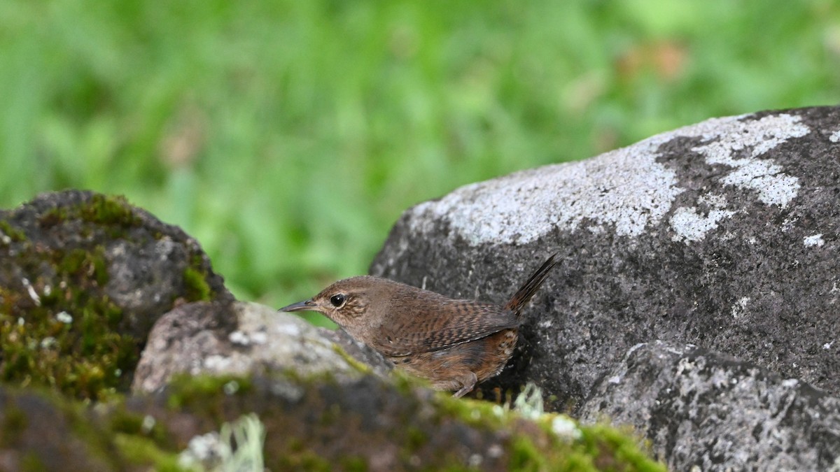 Southern House Wren - ML647009230