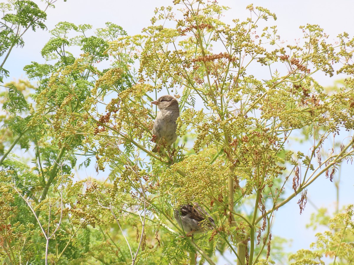 Домовый воробей - ML647009231