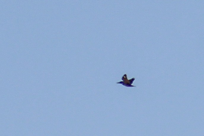 Опоясанный зимородок - ML647009233