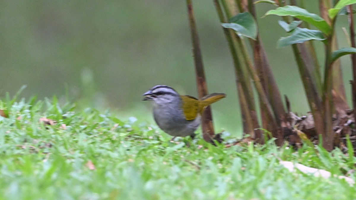 Чернополосый тохи - ML647009234