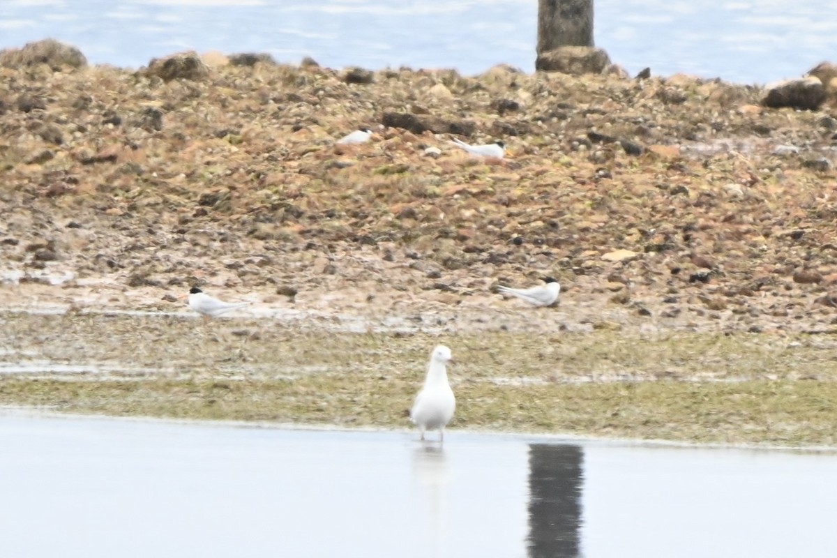 Австралийская крачка - ML647009235