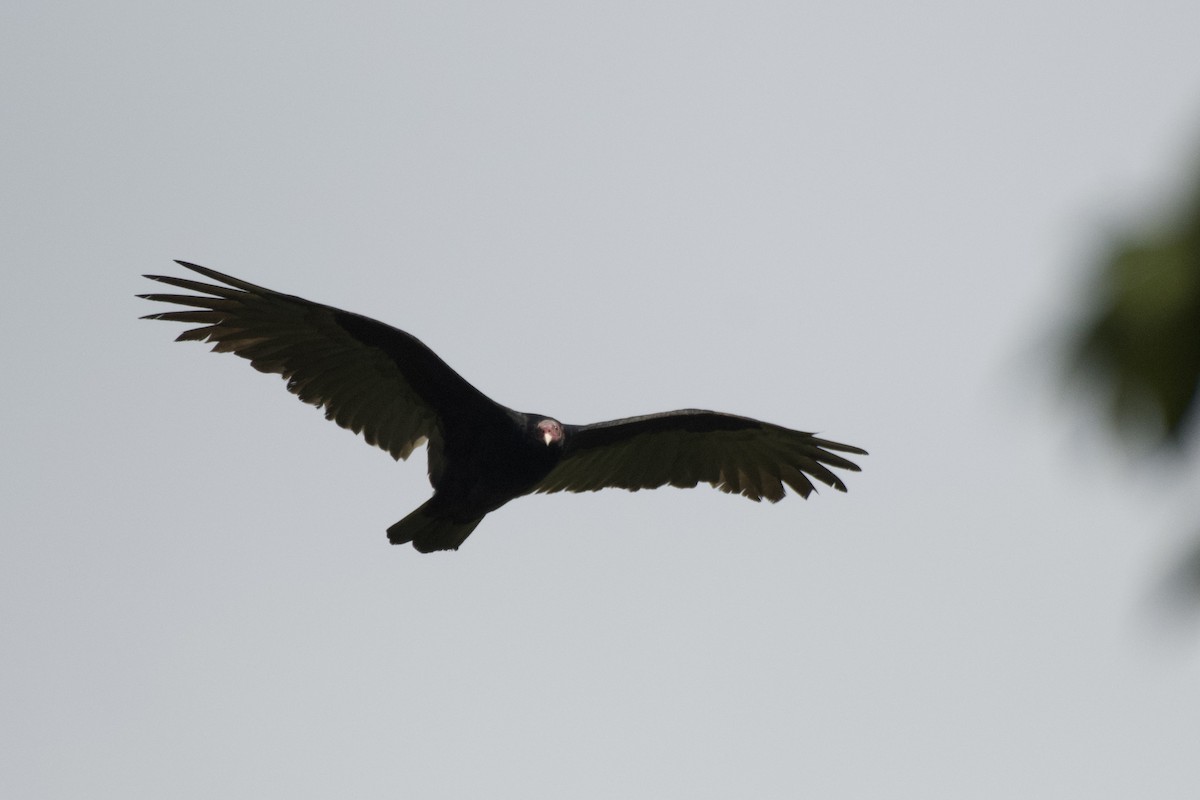 Катарта-индейка - ML647009236