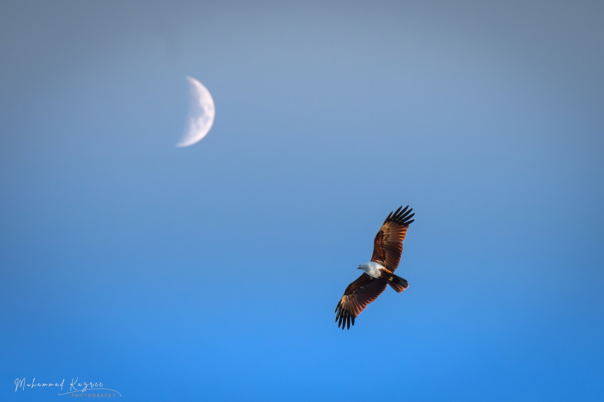 Brahman Çaylağı - ML647009237