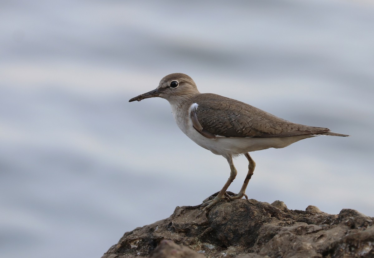 Common Sandpiper - ML647009238