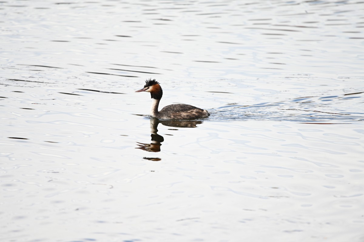 Great Crested Grebe - ML647009239