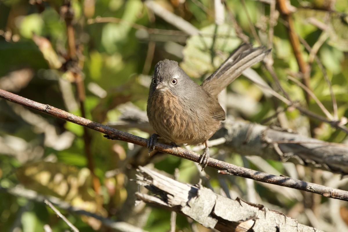 Wrentit - ML647009240