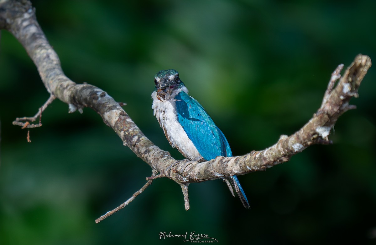 Collared Kingfisher - ML647009241